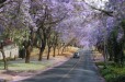 Jacaranda trees along road in Pretoria