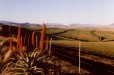 Wheat Fields (Theewaterskloof Western Cape)