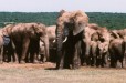 Elephants at Addo (Western Eastern Cape)