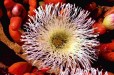 Sea Life (Atlanic Gem - Namaqualand Northern Cape)