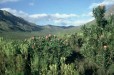 Attakwaskloof- Veld