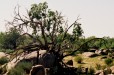 Augrabies Rock Tree (Benede Oranje Northern Cape)