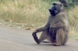 Baboon