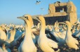 Birdhide