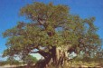 Boabab Tree (Bushveld Limpopo)