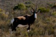 Bontebok