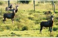Bontebok (Amatola Eastern Cape)