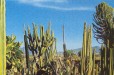 Cactus Farming (Swellendam Western Cape)