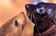 Cape Fur Seals