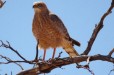 Raptor (Kalahari Northern Cape)
