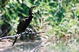 Darter (Breede River Western Cape)