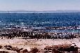 Dassen Island (Swartland Western Cape)