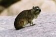 Dassie