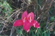 Disa (Cape Town Western Cape)
