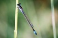 Dragon Fly (Bophirima North West)
