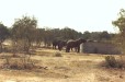 Elephants (Northern Limpopo)