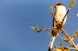 Fiscal Shrike (Eastern North West)