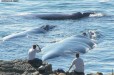 Whale whatching (Overstrand Western Cape)