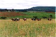 Horse Riding