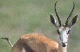 Impala