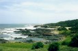 Jacaranda (Wild Coast Eastern Cape)