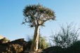 Kokerboom (Benede Oranje Northern Cape)