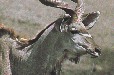 Kudu