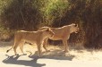 Lions