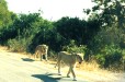 Lions (Northern Limpopo)