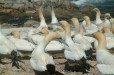 Cape Gannets (Cederberg Western Cape)