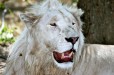 Lion male