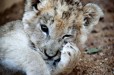 Lion cub