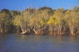 Mangroves (Uthungulu KZN)