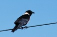 Pied Crow (Highveld Mpumalanga)