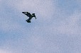 Pied Kingfisher (Breede River Winelands Western Cape)