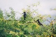 Pied Kingfisher (Breede River Winelands Western Cape)