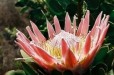 Proteas