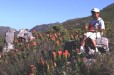 Proteas (Drakenstein Western Cape)
