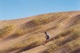 Sandboarding (Kalahari Northern Cape)