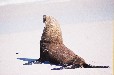Cape Fur Seal