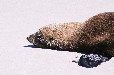 Cape Fur Seal (Cape Town Western Cape)
