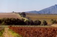 Vineyards (Stellenbosch Western Cape)
