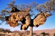 Sociable Weaver Nest (Benede Oranje Northern Cape)