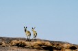 Steenbok