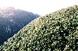 Storms River (Plettenberg Bay Western Cape)
