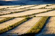 Strip Cultivation (Berg River Western Cape)