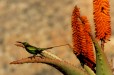 Sunbirds (Breede River Winelands Western Cape)