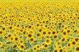 Sunflowers (Bloemarea Free State)