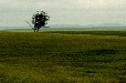 Wheat Fields (Swartland Western Cape)