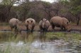 Rhino (Uthungulu KZN)
